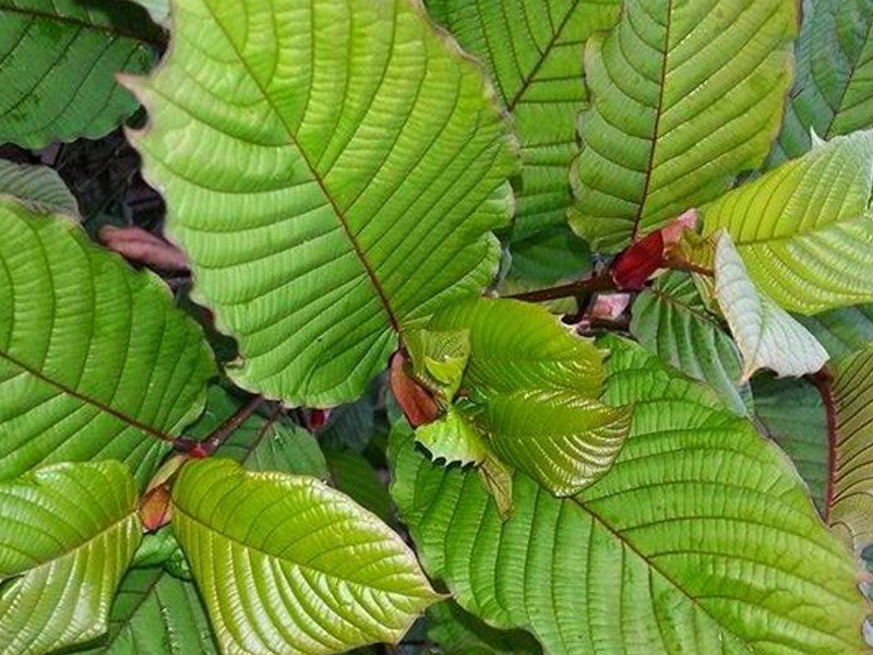 กระท่อมยักษาใหญ่ (รูปใบใหญ่) Maeng Da Kratom